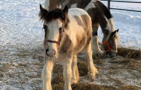 Новые животные поселились в зоопарке Перми